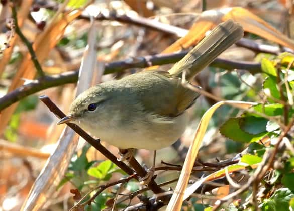 動物図鑑・ウグイス